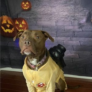 XL ghost busters dog costume.